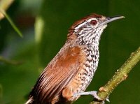 Spot-breasted Wren